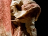 Body Worlds