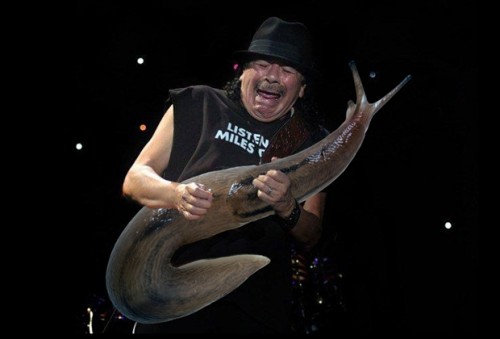 "SLUG SOLOS": assoli di lumache