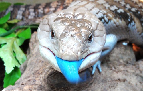 La lucertola chiazzata dalla lingua blu (Tiliqua nigrolutea Quoy & Gaimard)