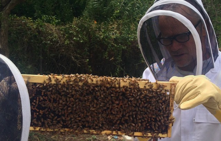 "Immerso nel super organismo dell'arnia. Adoro le mie api. Le api di Flea" Foto: Instagram