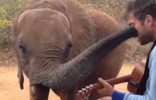 Damon Albarn e Mr. Tembo