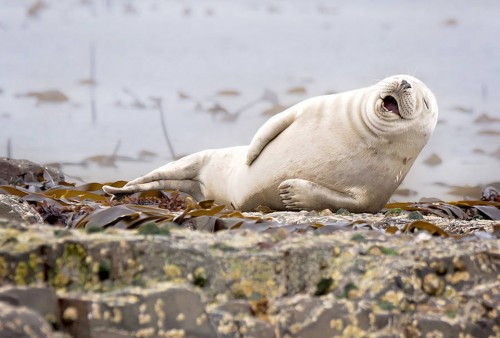 Comedy Wildlife Photography Awards, photo, foto, photography, gallery, animali,