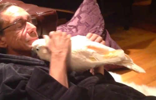 Biggypop è il cacatua di Iggy Pop - Foto via Instagram