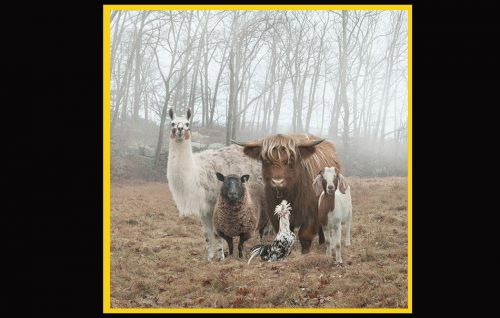 foto, gallery, animali,