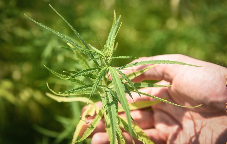 Piante di Cannabis al Biodiversity Park dell'Expo 2015. Foto: Furlan / Newpress