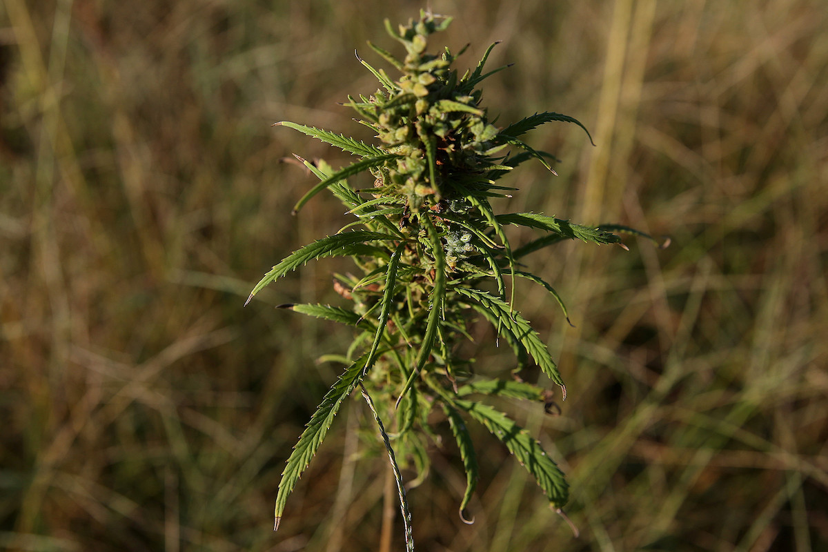 Il CBD può sconfiggere la dipendenza da eroina