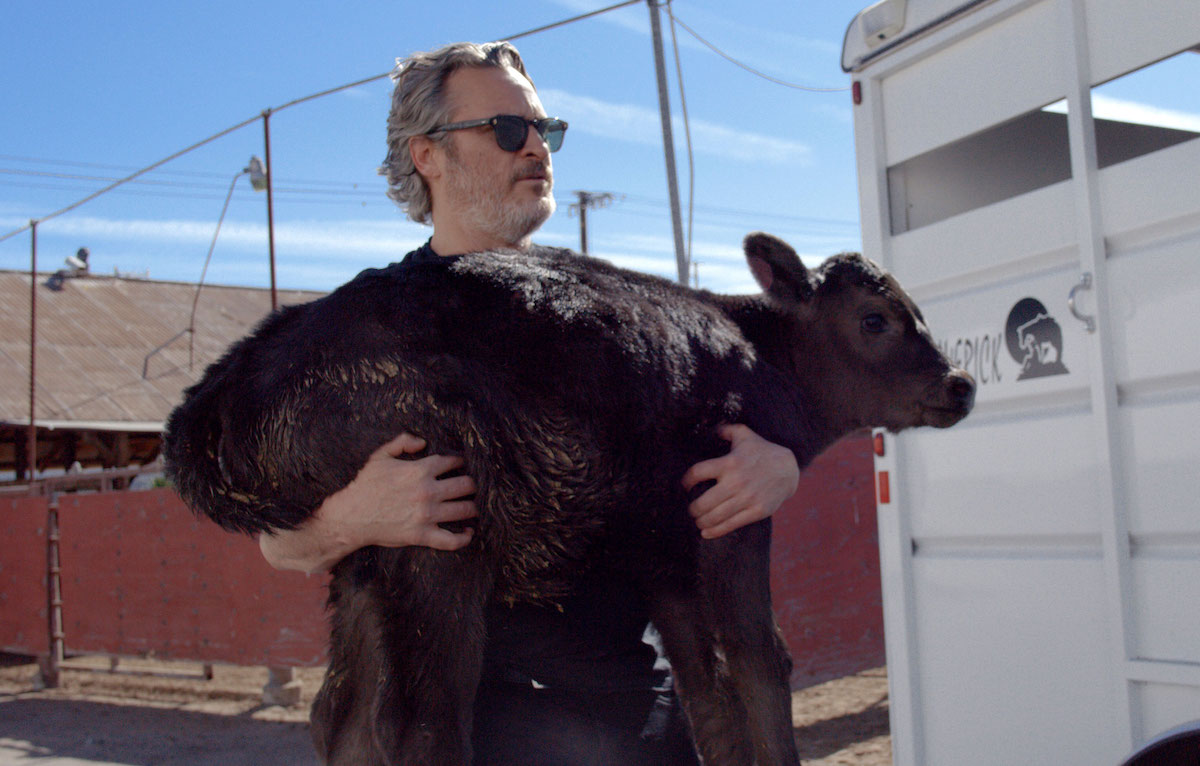Joaquin Phoenix ha salvato una mucca e un vitello dal macello. Guarda il video