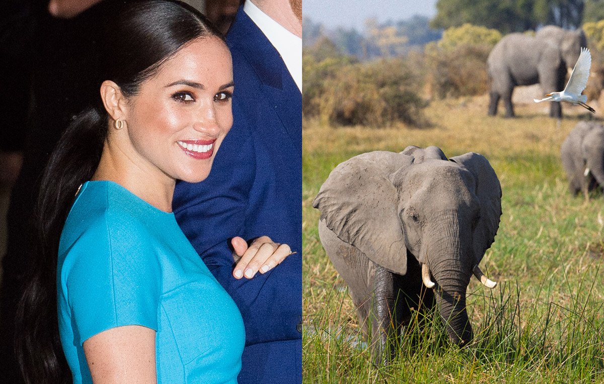 Il doc sugli elefanti narrato da Meghan è una grande metafora della Royal Family