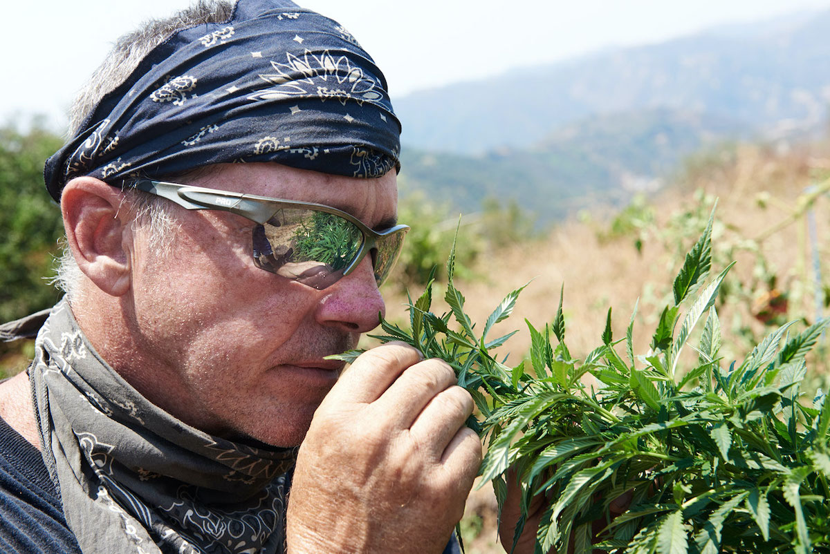 «Legalizzare la marijuana non risolve il problema della criminalità»