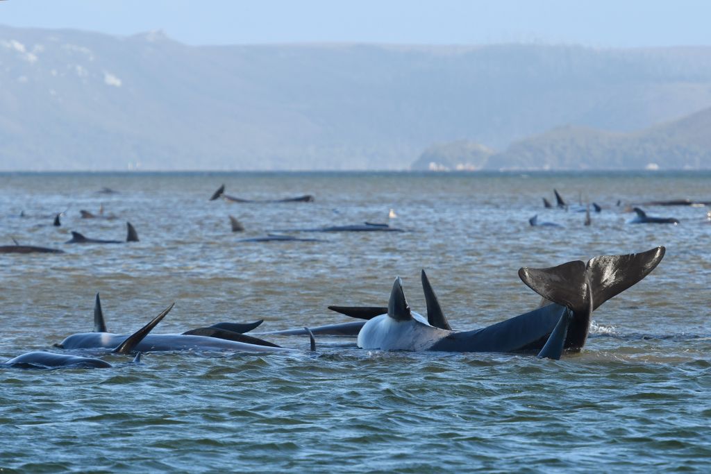 450 balene pilota stanno morendo spiaggiate in Tasmania
