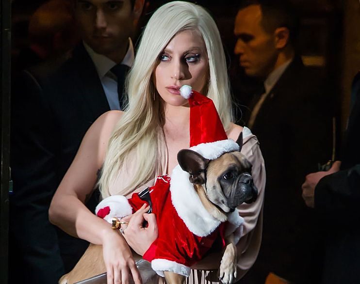 Rapimento dei cani di Lady Gaga, la storia continua