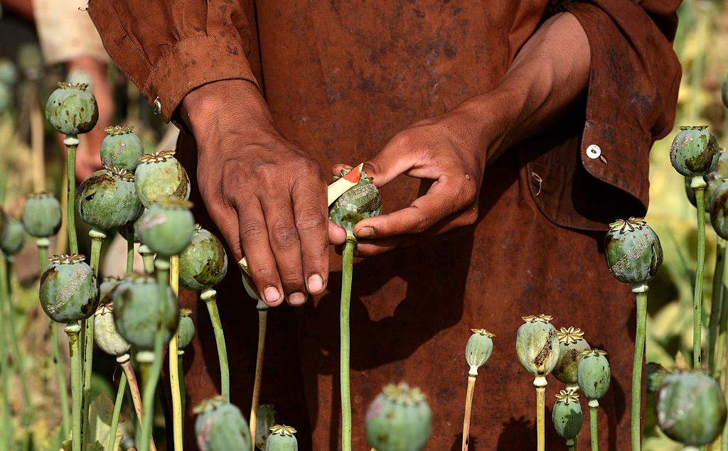 I Talebani metteranno davvero al bando la produzione di oppio?