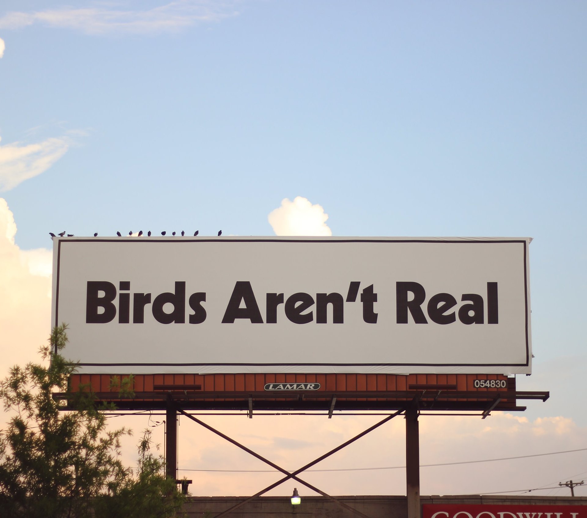 La finta teoria del complotto secondo cui “gli uccelli non esistono”