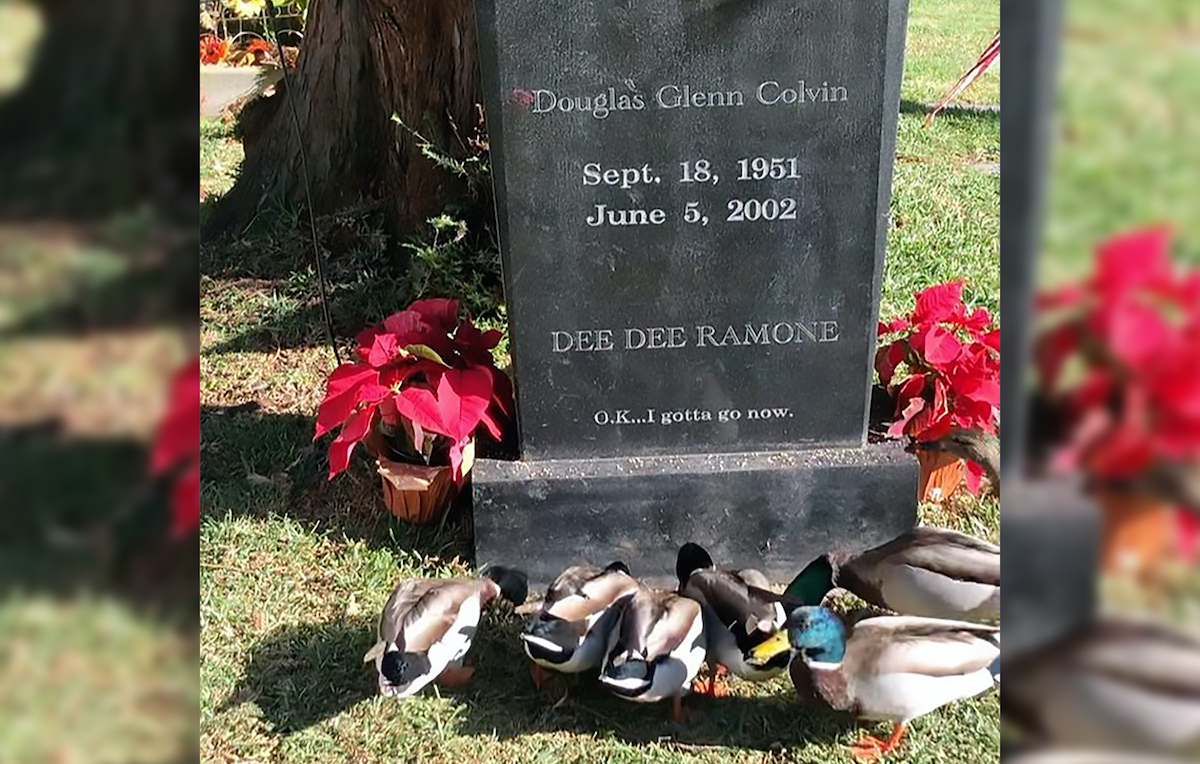 Le anatre che ogni giorno vanno sulla tomba di Dee Dee Ramone