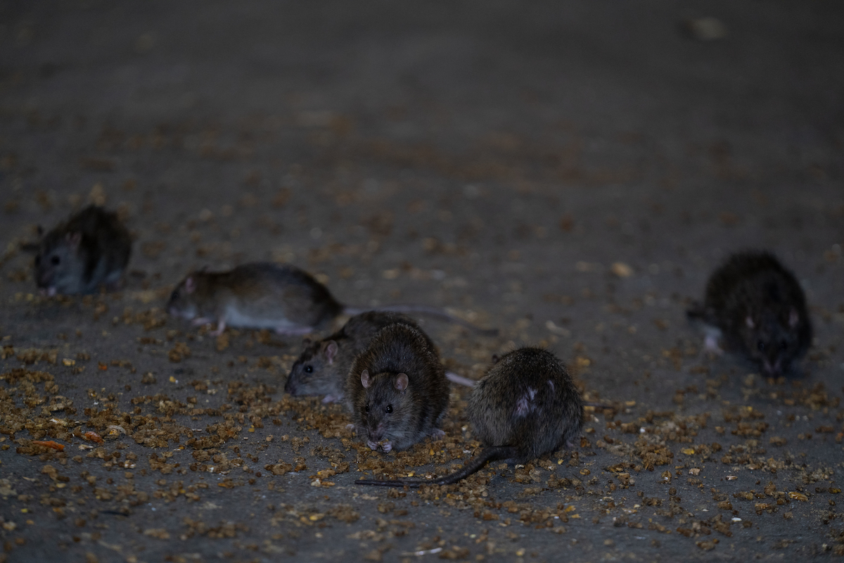 New York è piena di topi gourmand, e quest’invasione parla (anche) di noi