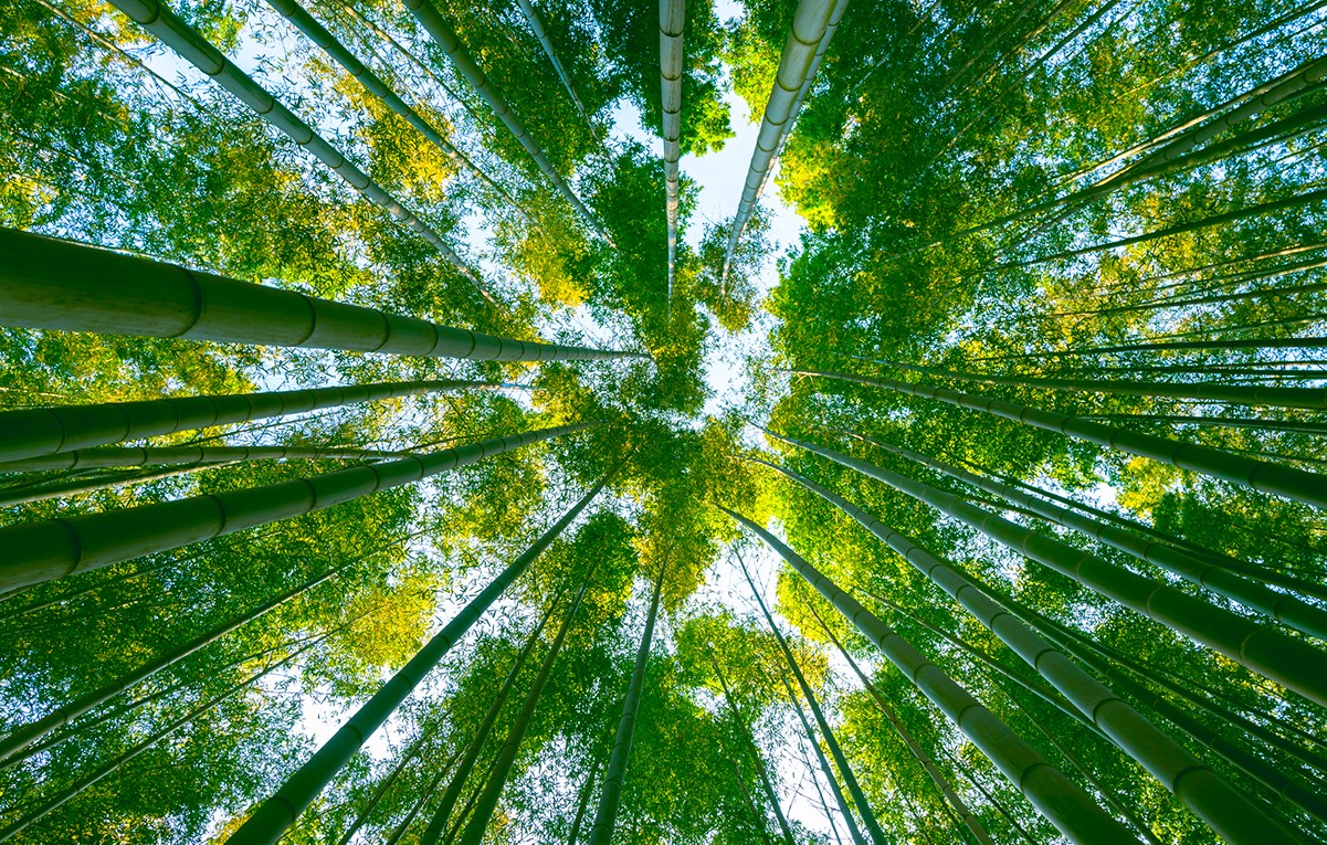 Forever Bambù accelera la Transizione Ecologica con il Kit di Sostenibilità