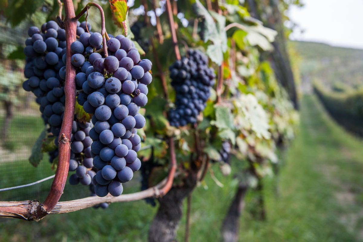 In un futuro prossimo berremo tutti vino geneticamente modificato?