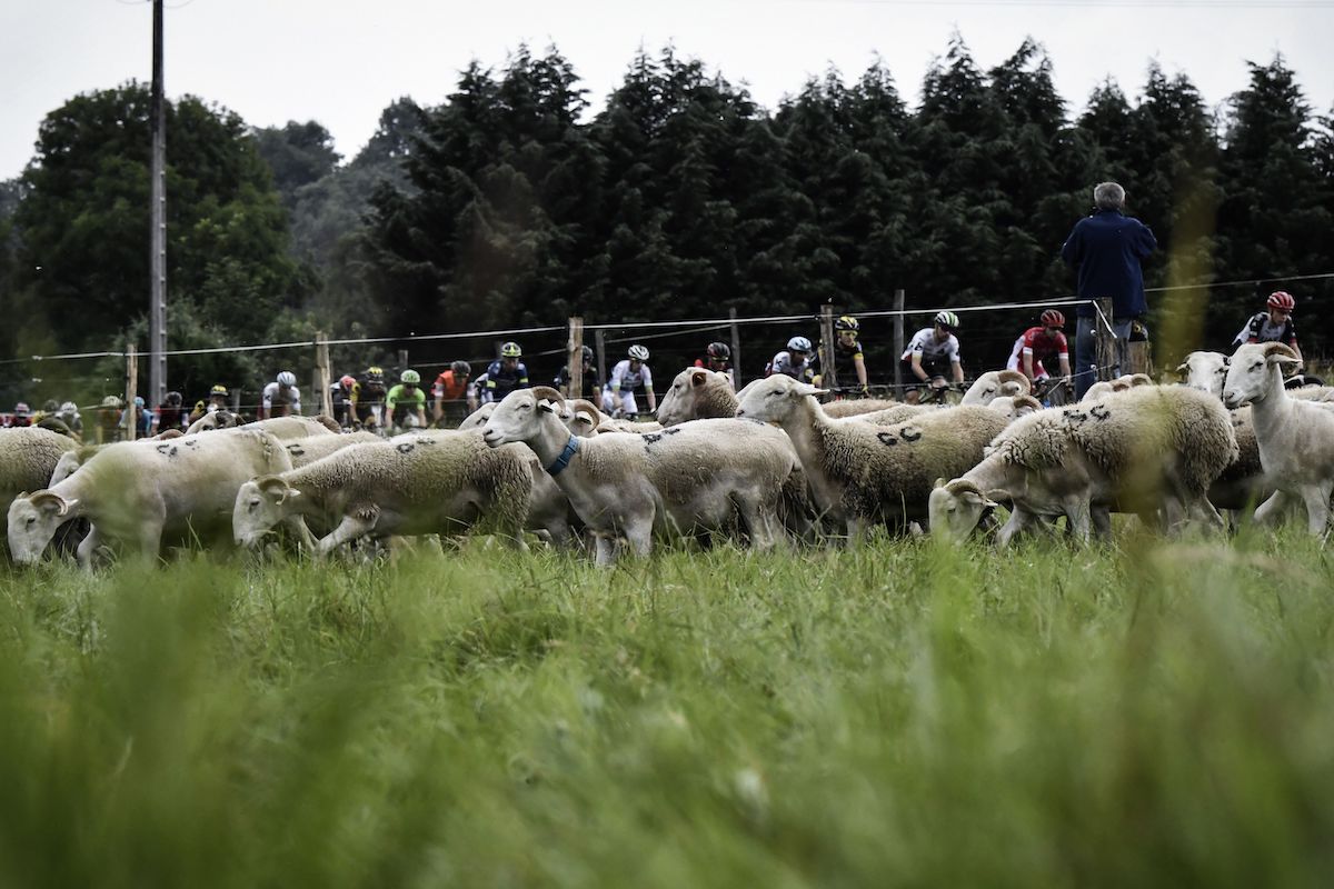 Un gregge di pecore ha ingurgitato più di 100 chili di marijuana
