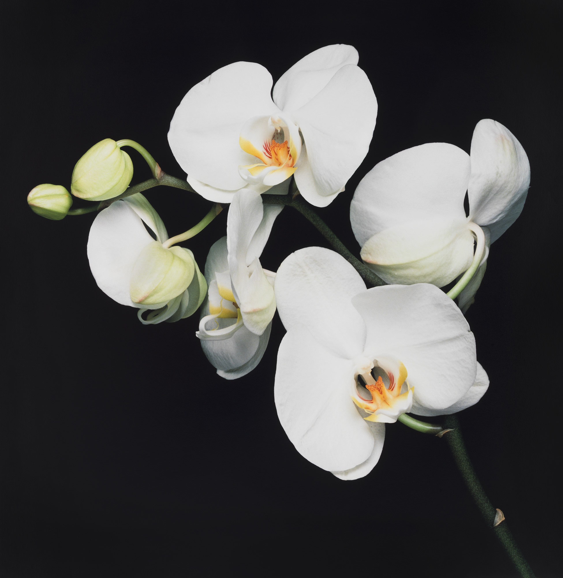 Robert Mapplethorpe