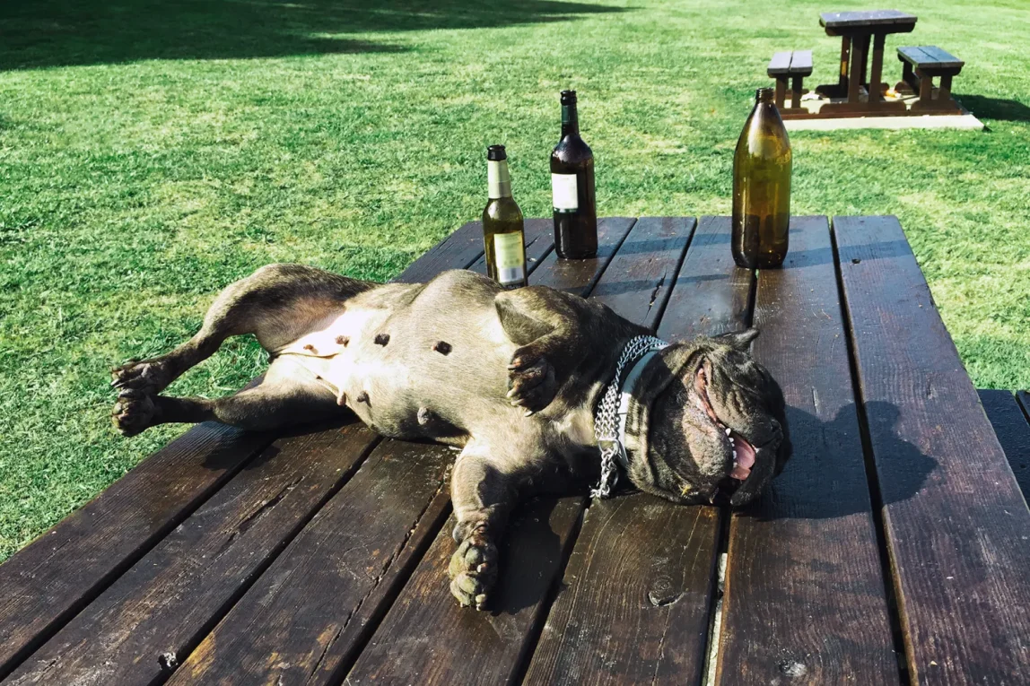 (DA USA) animali drogati