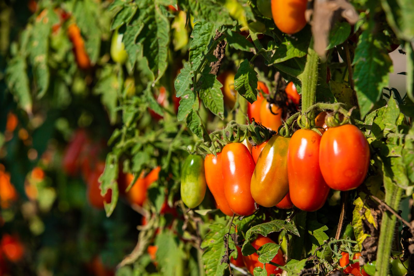 Pomodoro Cannellino