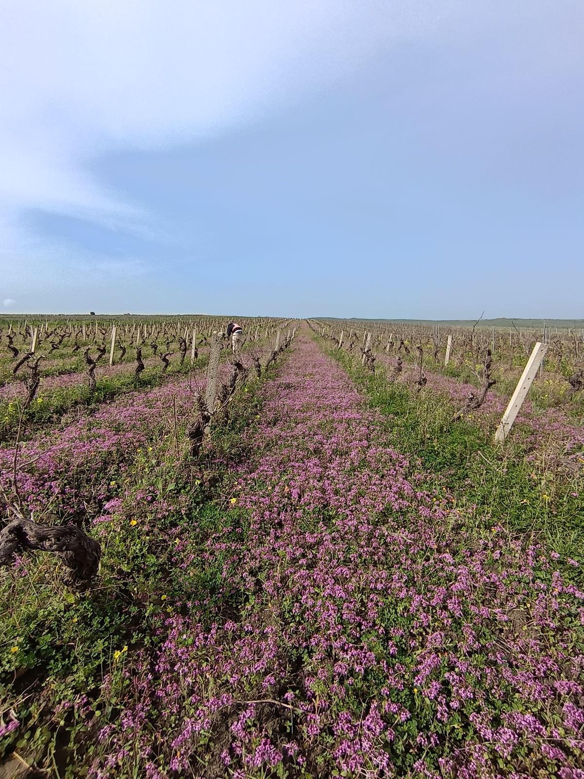 vino-millami-marsala